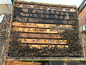 beehive deadout