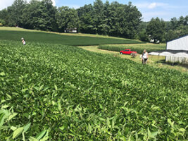 soybean field