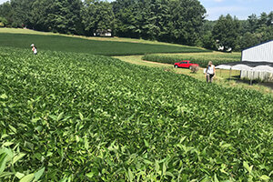soybean field