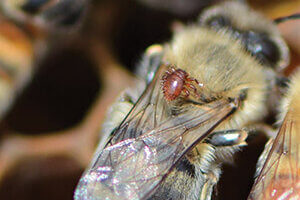 Braula fly on honey bee