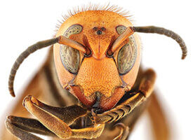 Northern Giant Hornet