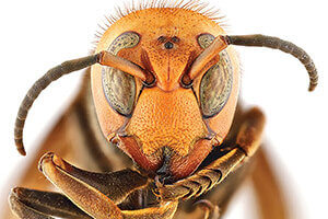 Northern Giant Hornet