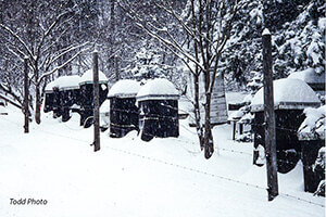 Snow covered bee hives