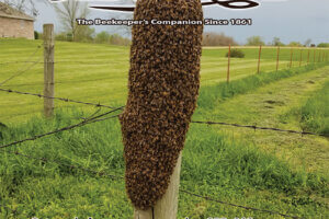 ABJ April 2023 Cover