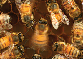 Honey bee waggle dance