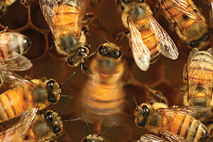 Honey bee waggle dance