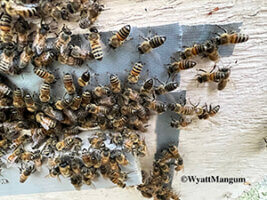 small colony bees