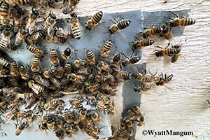 small colony bees