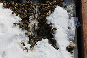 honey bees