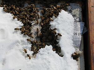 honey bees