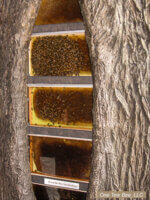 observation hive