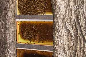 observation hive
