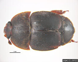 small hive beetle