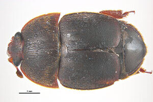 small hive beetle