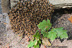 swarm of bees
