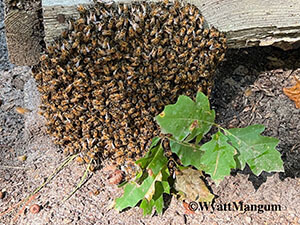 swarm of bees