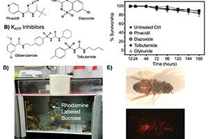 Antiviral Therapeutic for honey bees