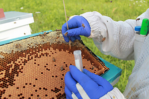 studying honey bees