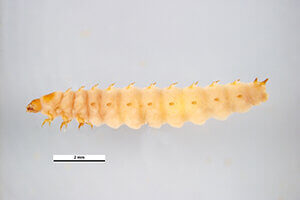 small hive beetle