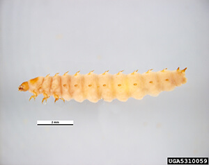 small hive beetle