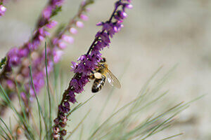 bee on flower