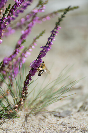 bee on flower