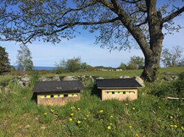beehives