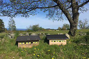 beehives