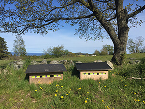 beehives