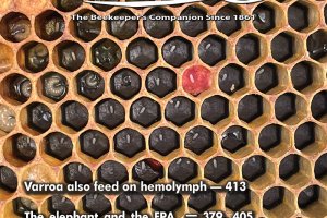 ABJ April Cover 2024 - Honey comb with bee larava