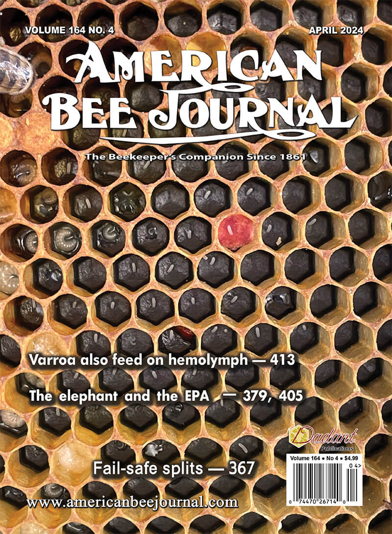 ABJ April Cover 2024 - Honey comb with bee larava