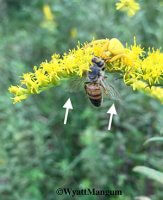 Figure 1: A bee on a goldenrod flower being attacked by a crab spider that is perfectly camouflaged with the yellow flowers.