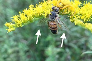 Figure 1: A bee on a goldenrod flower being attacked by a crab spider that is perfectly camouflaged with the yellow flowers.