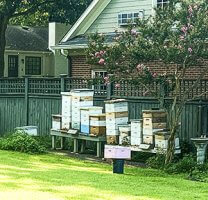 Multiple hive boxes in a backyard setting against a fence. Good neighbor relationships are necessary to keep everyone happy.