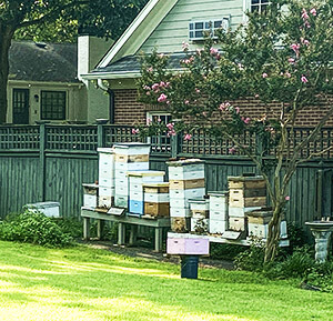 Multiple hive boxes in a backyard setting against a fence. Good neighbor relationships are necessary to keep everyone happy.