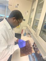 A man dressed in a white lab coat and gloves is depicted holding and inspecting a a piece of honey comb in a lab setting checking for American Foulbrood (AFB).