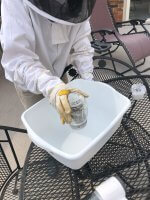 A beekeeper performing a sugar-roll mite check. the beekeeper is holding the jar of bees over a white container on a black wire table clothed in a beekeepers jacket and veil with gloves.