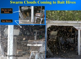 A blue background with 3 images that demonstrate swarm cloud coming to bait hives.