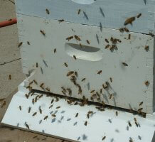 The entrance to a bee hive painted white, with roughly a few dozen bees flying around, suggesting that the colony is weak.