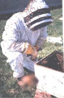 Photo 1: Beekeeper kneeling over open hive covered in bees.