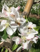 A photo of honey bees pollinating white apple flowers that have pink on the edges of the petals. (Malus domestica). There are are about eight flowers bunched together that are centered in the photos with a branch sticking out in the top right corner.