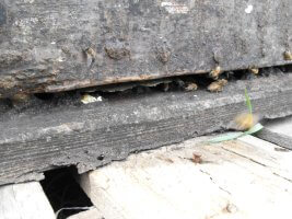 A hive entrance up close. The hive is a blueish gray color and is worn in a few places. The entrance is rather narrow due to the bees creating their own reduced entrance. There are a few bees present in front of the entrance with one that was flying by, a blur, when the photo was taken.
