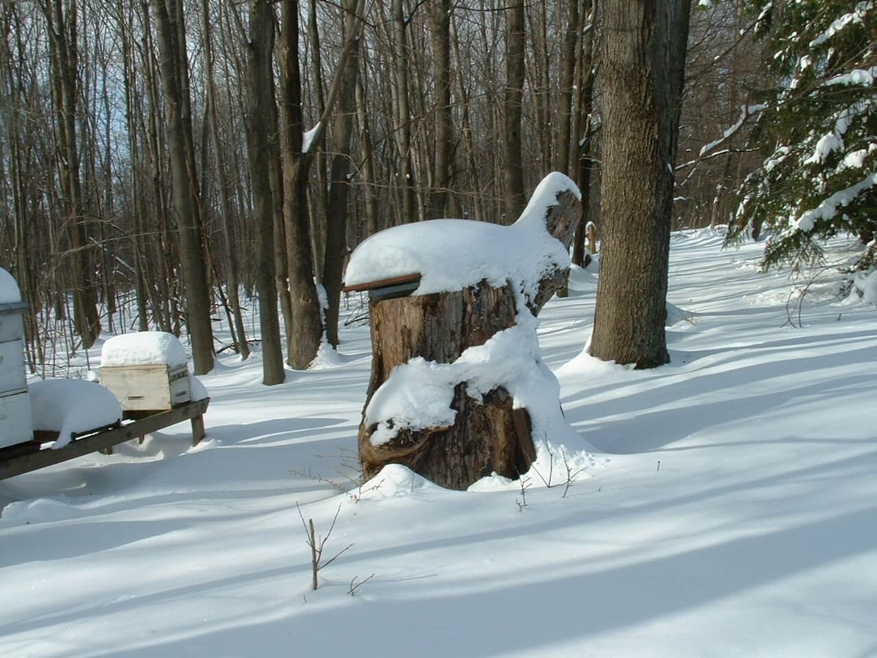 A bee hive placed in an area with lots of trees. There are a few othe hives in the background and one in the center foreground. The ground is covered with snow as are the ops of the hives and the trees are bare.