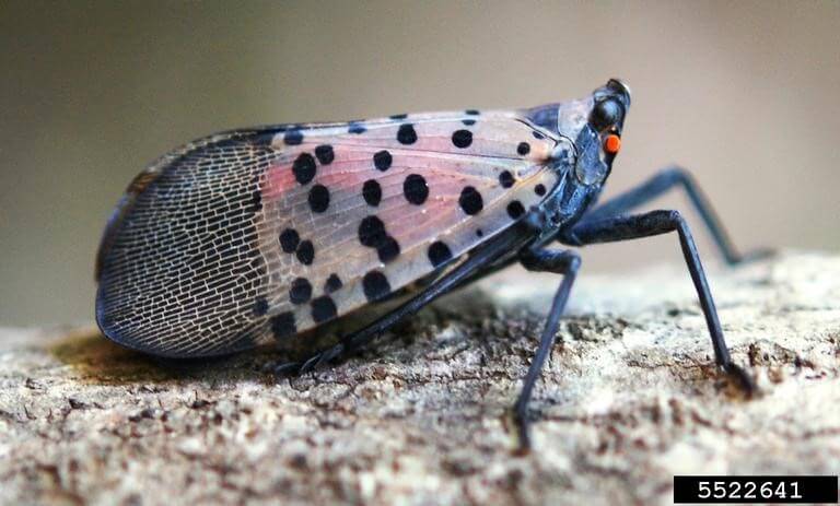 Adult Spotted Lanternfly Small bug with spotted wings and a slight reddish hue sitting on a piece of wood.