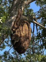 Wild Hives - a large oval shaped hive hanging from a tree with green leaves a blue sky in the background.