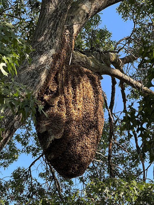 Wild Hives - a large oval shaped hive hanging from a tree with green leaves a blue sky in the background. 