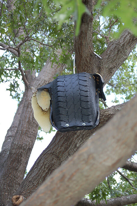 Wild Hive - An old tire hanging in a tree viewed from directly beneath the tire. The tire has been cut and nailed back together to form an oval shape. There is comb peaking out of the hive. 