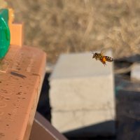 Lynnae Kellett Photo: Honey bee, seen from the side, returning to the hive. One of the hind legs is covered in a ball or orange pollen.
