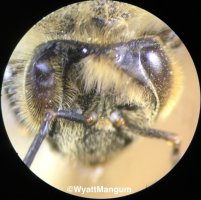 FIG 1. A worker honey bee with asymmetric compound eyes (one eye small), most likely from a developmental disorder.