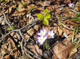 Photo 1: On early flowering plant is the crocus, with a busy bee at work. Image shows a purple crocus surrounded by brown leaves and a stick with a honey bee on one flower.